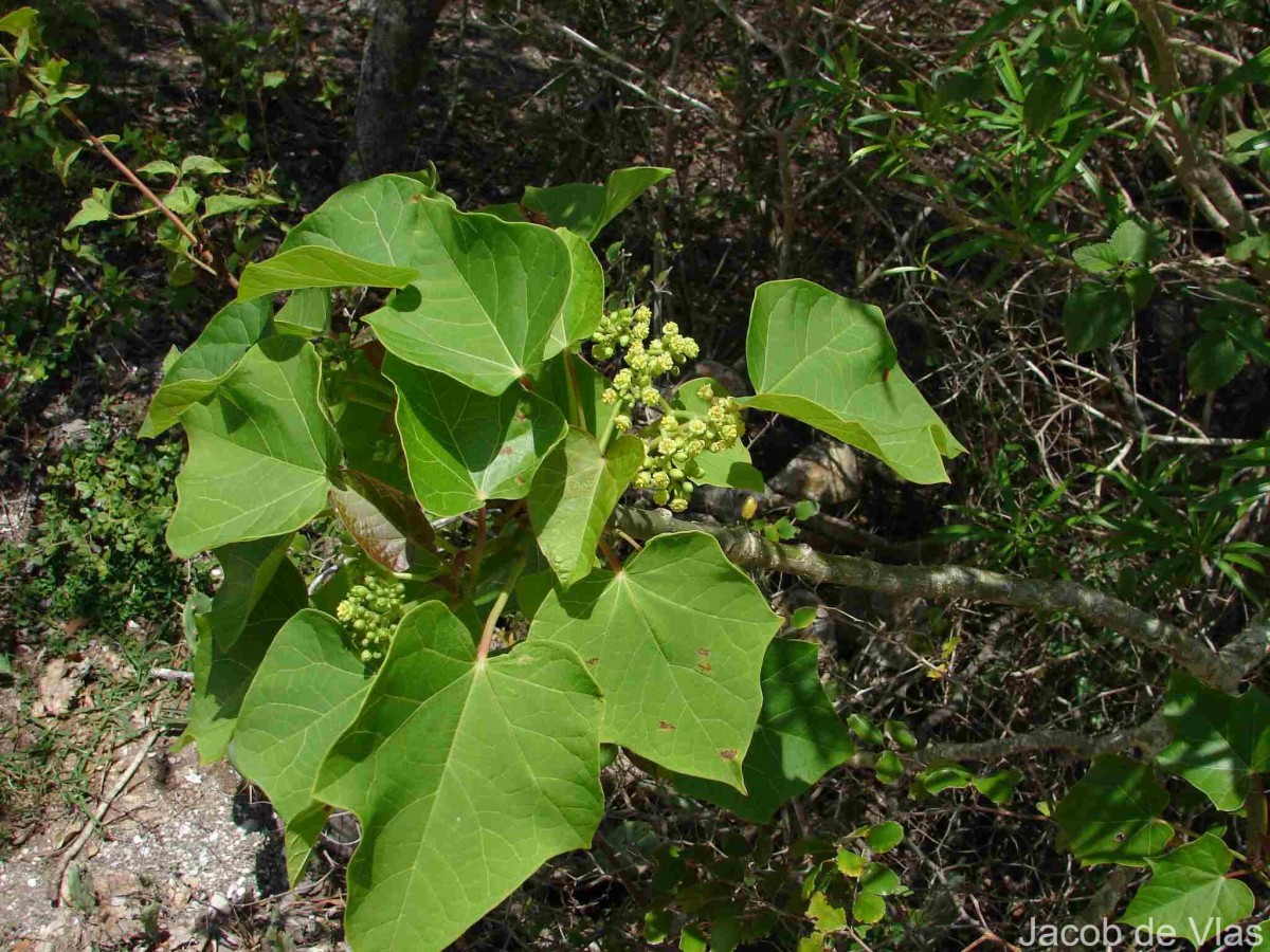 Jatropha curcas L.